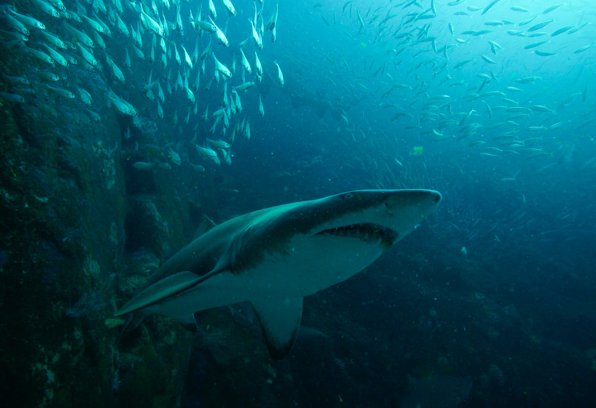 Grey Nurse Shark